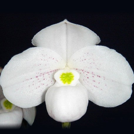 176465490982-Paph.%20thaianum%20%C3%97%20sib%20%E8%8A%B11.jpg