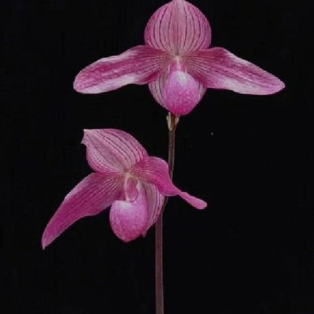 176465619973-Paph.%20Pink%20Sky%20%E8%8A%B11.jpg