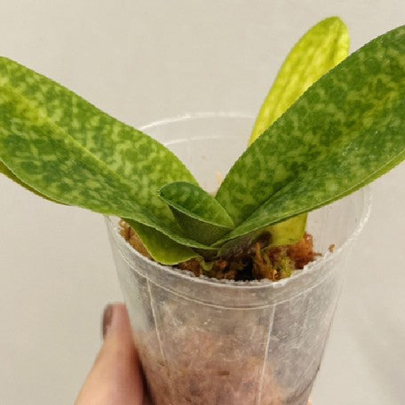 176466331848-Paph.%20niveum%20%C3%97%20Doya%20Impulse%20%E6%A4%8D%E6%A0%AA2.5''%201.jpg