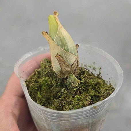 176466360953-Monnierara%20Millennium%20Magic%20'witchcraft'%20%E6%A4%8D%E6%A0%AA2.5''1.jpg