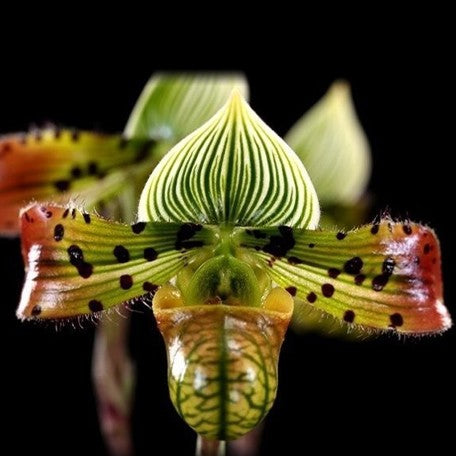 176466463932-Paph.%20venustum%20%C3%97%20sib%20%E8%8A%B11.jpg