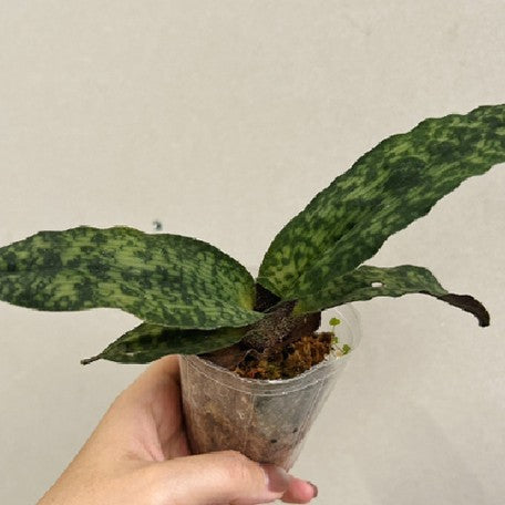 176466557154-Paph.%20malipoense%20%E9%BA%BB%E9%87%8C%E5%9D%A1%20%E6%A4%8D%E6%A0%AA2.5''1.jpg