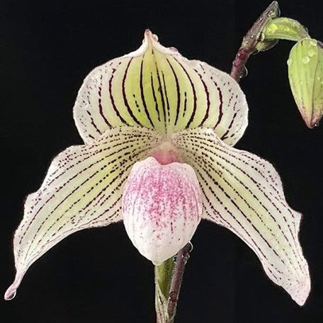 176472357237-Paph.%20niveum%20%C3%97%20rothschildianum%20%E5%B0%BC%E8%9C%9C%20%C3%97%20%E8%98%BF%E7%B5%B2%20%E8%8A%B13.jpg