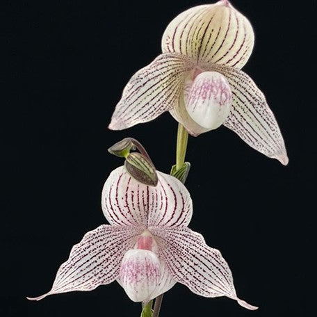 176472357251-Paph.%20niveum%20%C3%97%20rothschildianum%20%E5%B0%BC%E8%9C%9C%20%C3%97%20%E8%98%BF%E7%B5%B2%20%E8%8A%B12.jpg
