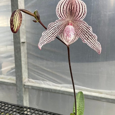 176472357299-Paph.%20niveum%20%C3%97%20rothschildianum%20%E5%B0%BC%E8%9C%9C%20%C3%97%20%E8%98%BF%E7%B5%B2%20%E8%8A%B11.jpg