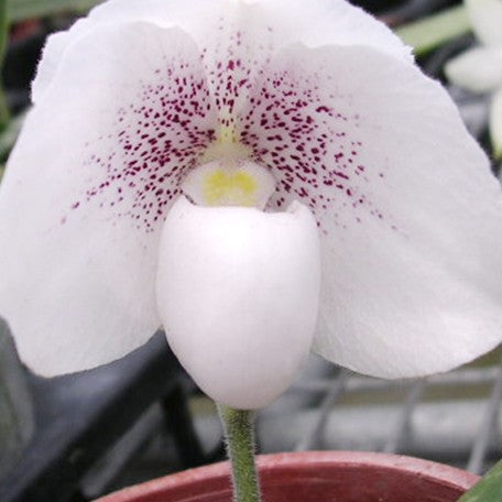 176473069736-Paph.%20niveum%20%C3%97%20sib%20%E8%8A%B12.jpg