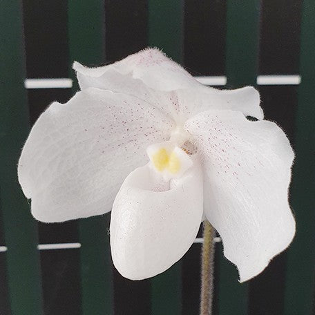 176473069743-Paph.%20niveum%20%C3%97%20sib%20%E8%8A%B13.jpg