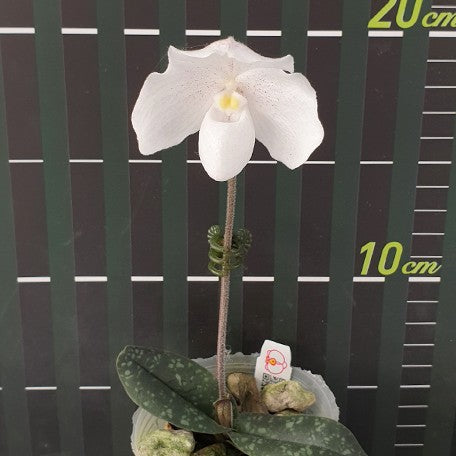 176473069771-Paph.%20niveum%20%C3%97%20sib%20%E8%8A%B14.jpg