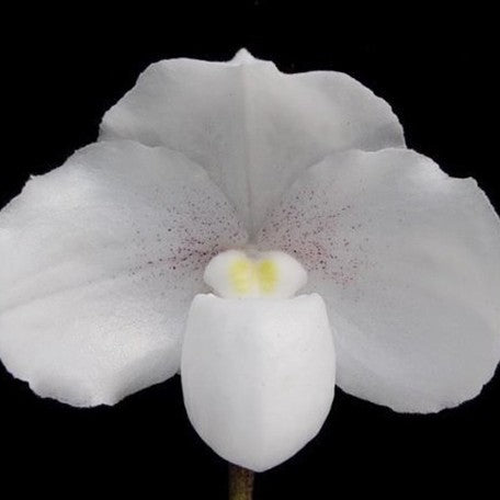176473069779-Paph.%20niveum%20%C3%97%20sib%20%E8%8A%B11.jpg