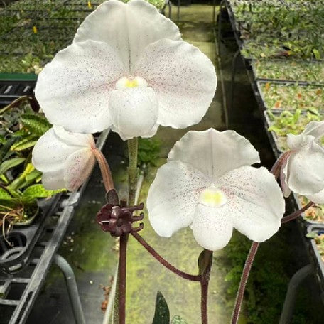 176473069787-Paph.%20niveum%20%C3%97%20sib%20%E8%8A%B15.jpg