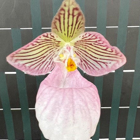176473187555-Paph.%20micranthum%20xsib%20%E8%8A%B11.jpg