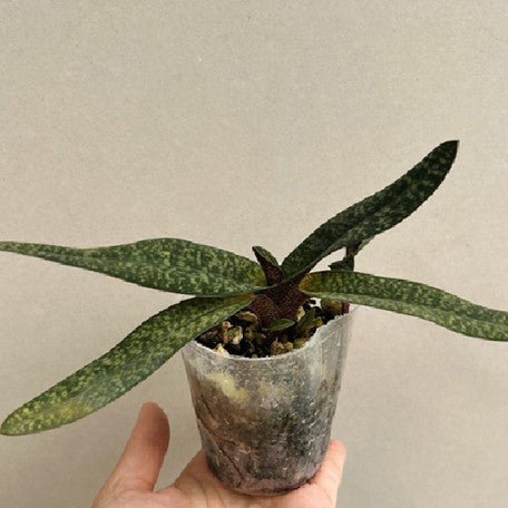 176473189873-Paph.%20micranthum%20xsib%20%E6%A4%8D%E6%A0%AA2.5''1.jpg