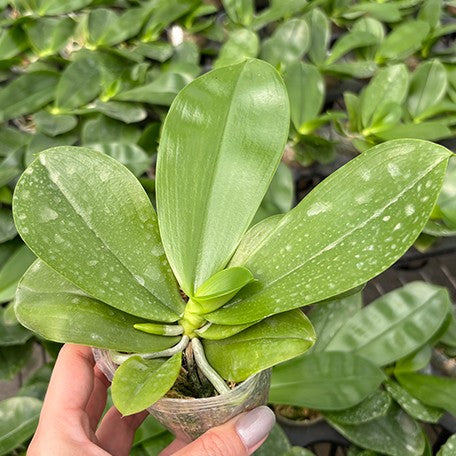 176474715876-Phal.%20Miki%20Rose%20Vincent%20'Fresh'%20%E6%A4%8D%E6%A0%AA2.5''1.jpg