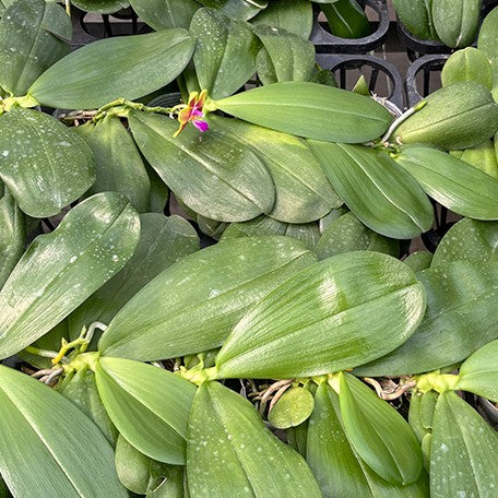 176475004491-Phal.%20Meidarland%20Kaiulani%20'Yellow%20Lion'%20%E6%A4%8D%E6%A0%AA2.5''1.jpg