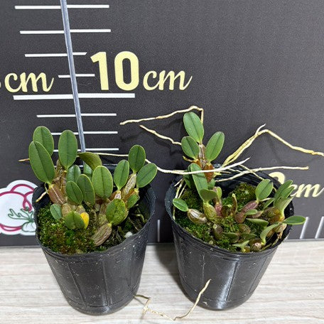 Dendrobium jenkinsii × sib 2.0