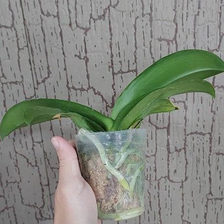 176482763941-Phal.%20Miki%20Pink%20Panther%20%E6%A4%8D%E6%A0%AA2.5''2.jpg