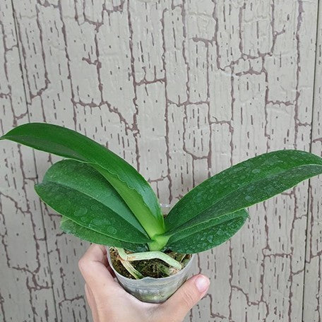 176482763946-Phal.%20Miki%20Pink%20Panther%20%E6%A4%8D%E6%A0%AA2.5''1.jpg
