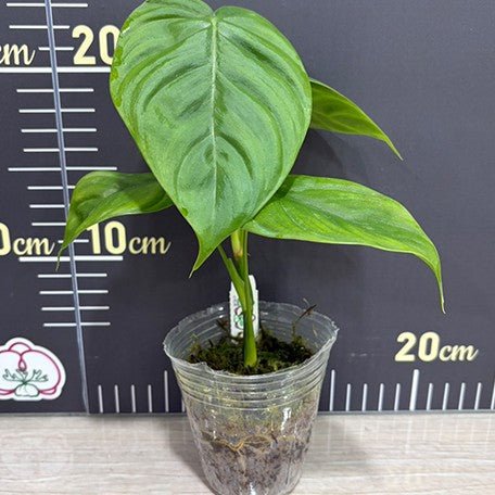 176483872677-Philodendron%20tenue%20%E6%A4%8D%E6%A0%AA2.5''1.jpg