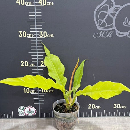 176491257610-Philodendron%20'Golden%20Crocodile'%20%E6%A4%8D%E6%A0%AA2.5''2.jpg