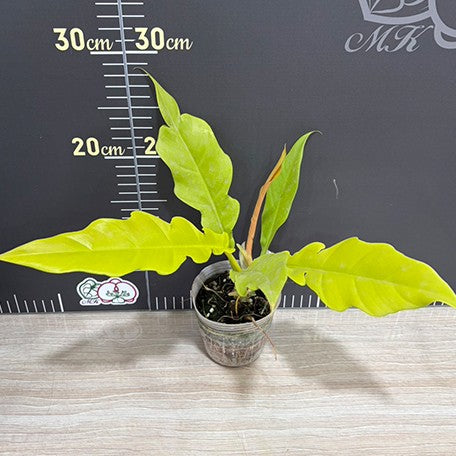 176491257650-Philodendron%20'Golden%20Crocodile'%20%E6%A4%8D%E6%A0%AA2.5''1.jpg