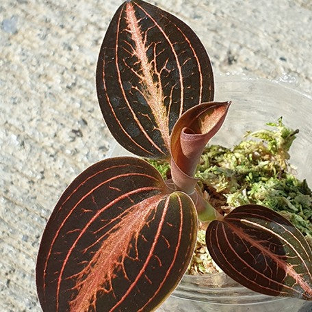 176491366348-(L.%20discolor%20var.%20nigrescens%20%C3%97%20A.%20siamensis)%20'Red%20Velvet'%20%E8%8A%B11.jpg