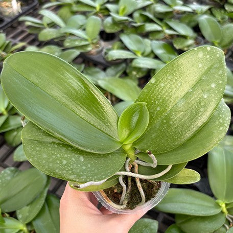 176492355551-Phal.%20Miki%20Mok%20Choi%20Bear%20Queen%20'Fairytale'%20%E6%A4%8D%E6%A0%AA2.5''1.jpg