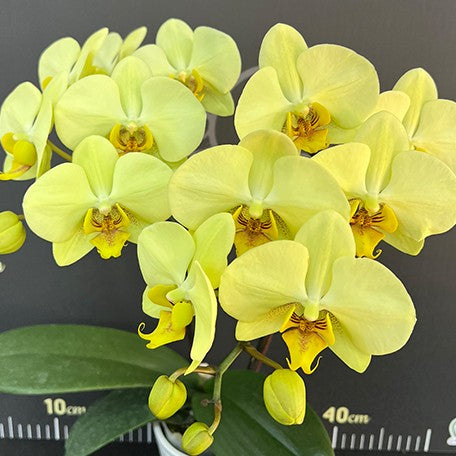 176517218837-Phal.%20Golden%20Moonlight%20%E8%8A%B16.jpg