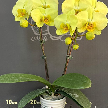 176517218866-Phal.%20Golden%20Moonlight%20%E8%8A%B17.jpg