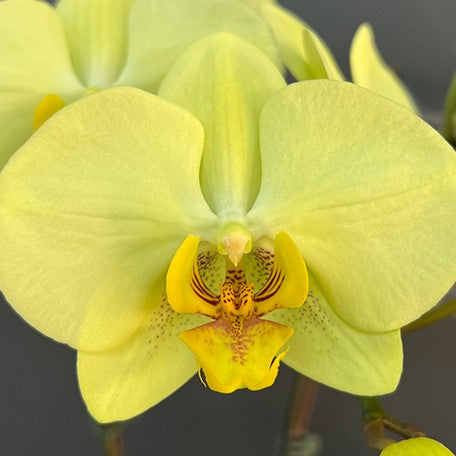 176517218885-Phal.%20Golden%20Moonlight%20%E8%8A%B14.jpg