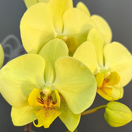 176517218896-Phal.%20Golden%20Moonlight%20%E8%8A%B15.jpg