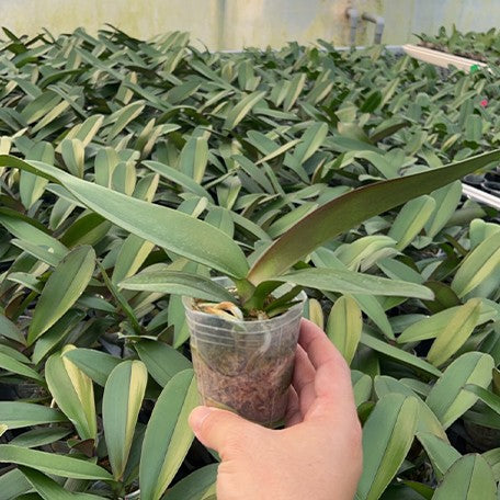 176518297111-Phal.%20Miki%20Magician%20'06'%20%E6%A4%8D%E6%A0%AA2.5''1.jpg