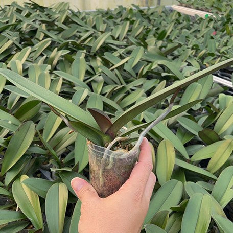 176518297165-Phal.%20Miki%20Magician%20'06'%20%E6%A4%8D%E6%A0%AA2.5''2.jpg