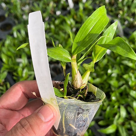 176518402287-Den.%20Hibiki%20(=%20laevifolium%20%C3%97%20bracteosum)%20%E6%A4%8D%E6%A0%AA1.7''1.jpg