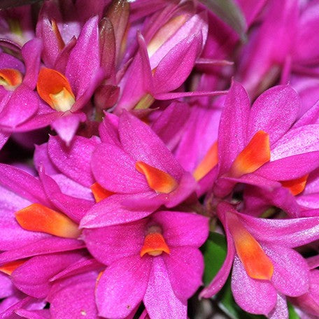 176518412541-Den.%20Hibiki%20(=%20laevifolium%20%C3%97%20bracteosum)%20%E8%8A%B15.jpg