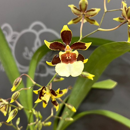 176524023011-Onc.%20Guann%20Shin%20Flower%20Elf%20%E8%8A%B13.jpg