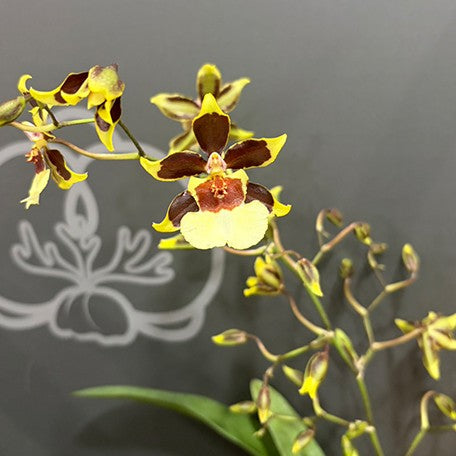 176524023041-Onc.%20Guann%20Shin%20Flower%20Elf%20%E8%8A%B12.jpg