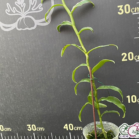 176527063586-Den.%20superbum%20(variegata)%20%E6%A4%8D%E6%A0%AA2.5''3.jpg