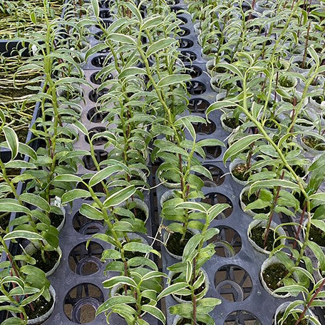 176527063591-Den.%20superbum%20(variegata)%20%E6%A4%8D%E6%A0%AA2.5''2.jpg