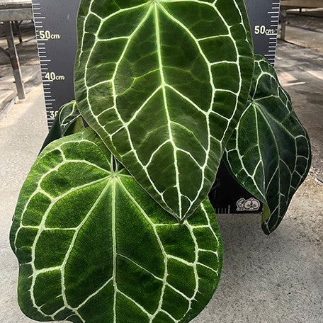 176534484249-Anthurium%20crystallinum%20(South%20America)%20%C3%97%20sib%20%E8%8A%B13.jpg
