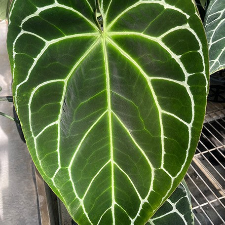 176534484275-Anthurium%20crystallinum%20(South%20America)%20%C3%97%20sib%20%E8%8A%B12.jpg