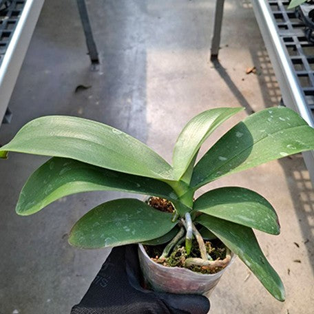 176534508121-Phal.%20Fortune%20Saltzman%20%E6%A4%8D%E6%A0%AA2.5''1.jpg