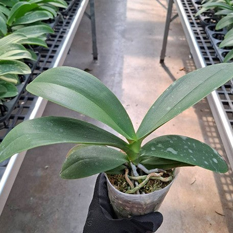 176534508130-Phal.%20Fortune%20Saltzman%20%E6%A4%8D%E6%A0%AA2.5''2.jpg