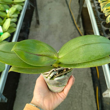 176535776840-Phal.%20KS%20Fragrance%20%E6%A4%8D%E6%A0%AA2.5''1.jpg
