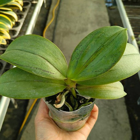 176535776874-Phal.%20KS%20Fragrance%20%E6%A4%8D%E6%A0%AA2.5''2.jpg