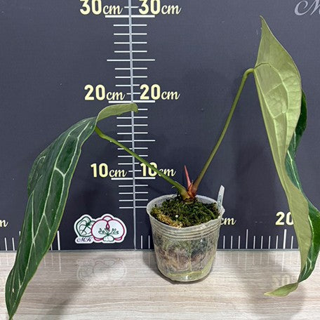 176541184923-Anthurium%20crystallinum%20(South%20America)%20%C3%97%20sib%20%E6%A4%8D%E6%A0%AA3.0''1.jpg