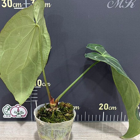 176541184939-Anthurium%20crystallinum%20(South%20America)%20%C3%97%20sib%20%E6%A4%8D%E6%A0%AA3.0''2.jpg
