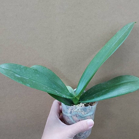 176541578669-Phal.%20Bossy%20Magenta%20%E6%A4%8D%E6%A0%AA2.5''1.jpg