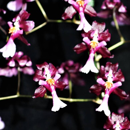 176542146693-Onc.%20Jairak%20Fragrance%20'Bordeaux'%20(Twinkle%20%C3%97%20Yuan%20Nan%20Fragrant)%20%E8%8A%B11.jpg