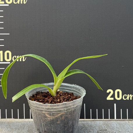 176542257118-Phrag.%20Peruflora's%20Cirila%20Alca%20(=%20dalessandroi%20%C3%97%20kovachii)%202.5''2.jpg
