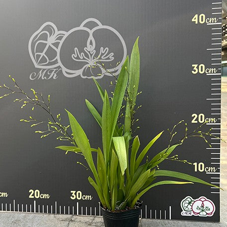 176542500971-Onc.%20Tsiku%20Marguerite%20'Chian%20Tzy%20Yearning'%20%E6%A4%8D%E6%A0%AA2.5''2.jpg